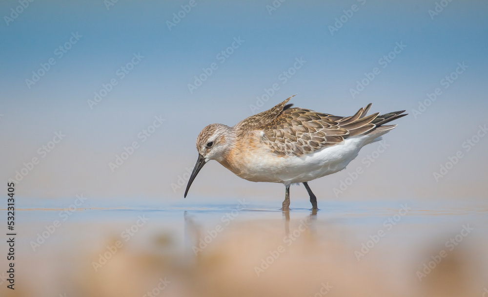 Curlew Sandpiper (Calidris ferruginea) is It breeds in the plains of the Arctic sea at the north pole. It occurs in the northern parts of Asia, Europe and the Americas.
Curlew Sandpiper (Calidris ferruginea) is It breeds in the plains of the Arctic sea at the north pole. It occurs in the northern parts of Asia, Europe and the Americas.