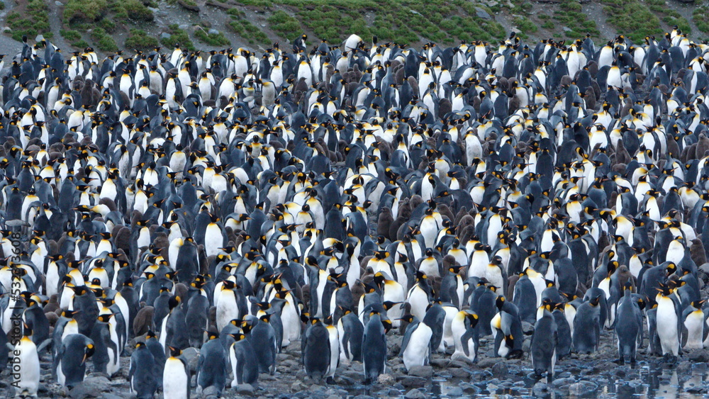 Obraz premium King penguin (Aptenodytes patagonicus) colony at Fortuna Bay, South Georgia Island