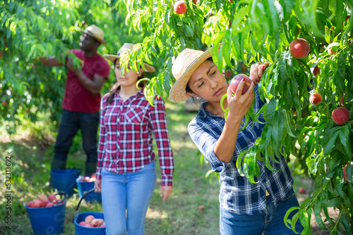 Positive Latina working in farm orchard during summer harvest time, picking fresh ripe peaches