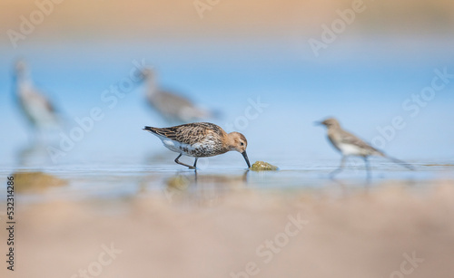 Dunlin (Calidris alpina) is a species that lives in wetlands in Asia, Europe, America and Africa. photo