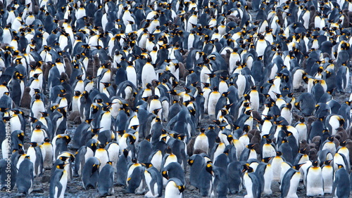 Foto King penguin (Aptenodytes patagonicus) colony at Fortuna Bay, South Georgia Isla