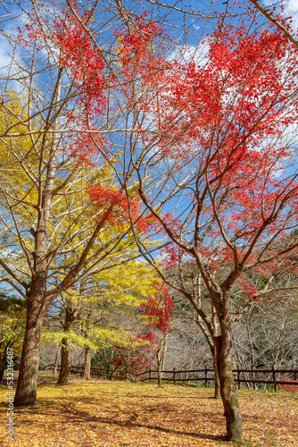 岩屋公園の秋の風景 