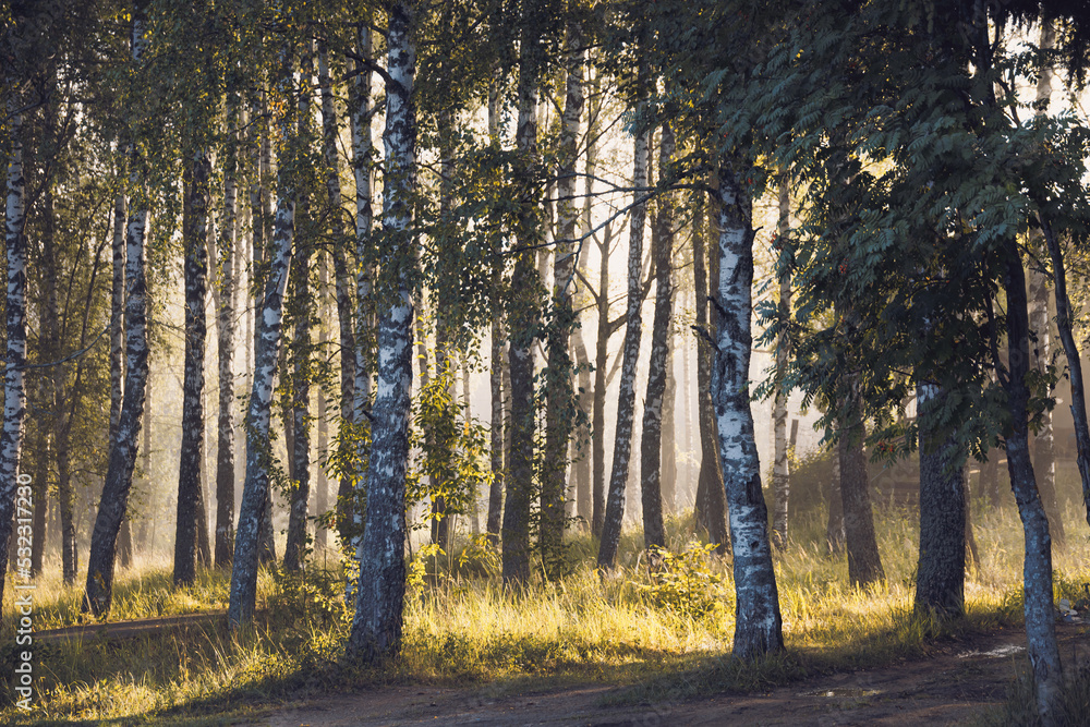 Morning birch forest, covered with rays of light and thick fog Morning birch forest, covered with rays of light and thick fog