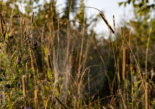 spider thread covering part of the ears in the early sunny morning in nature