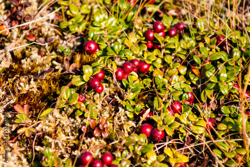 Wild cranberries near Trinity, Bonavista Peninsula, Newfoundland, Canada.