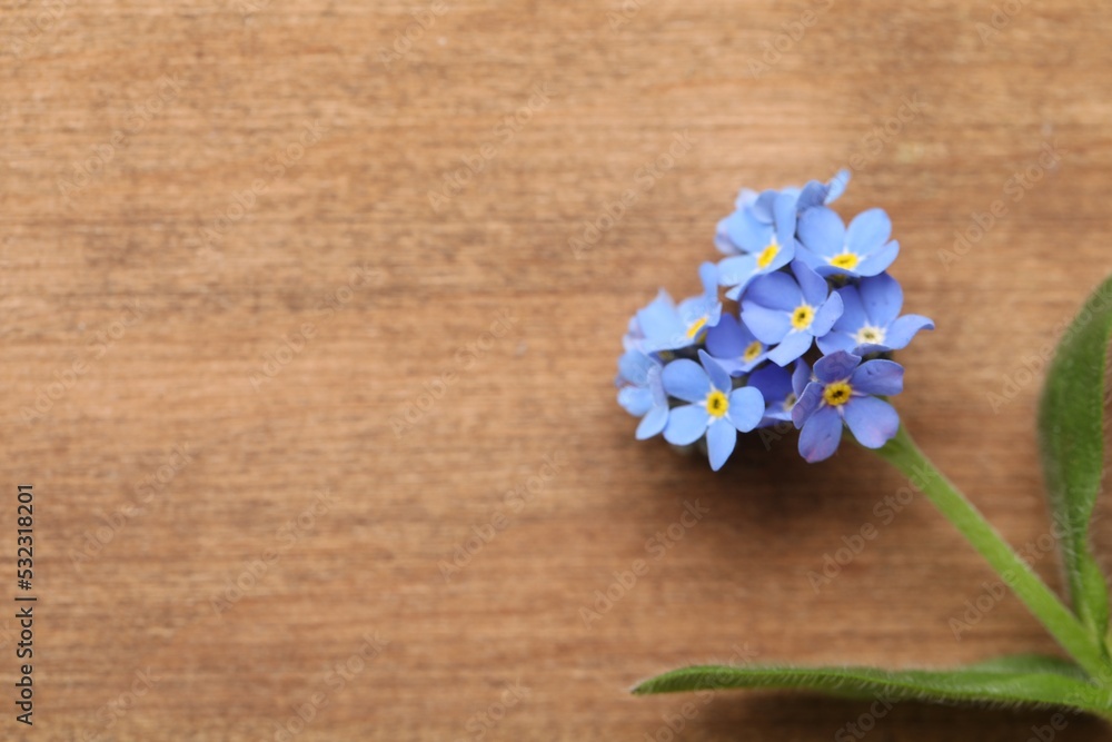 Beautiful blue Forget-me-not flower on wooden table, top view. Space for text Beautiful blue Forget-me-not flower on wooden table, top view. Space for text