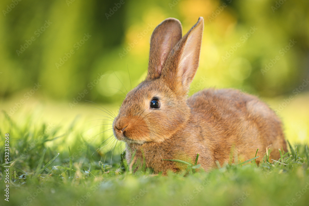 Fototapeta premium Cute fluffy rabbit on green grass outdoors. Space for text