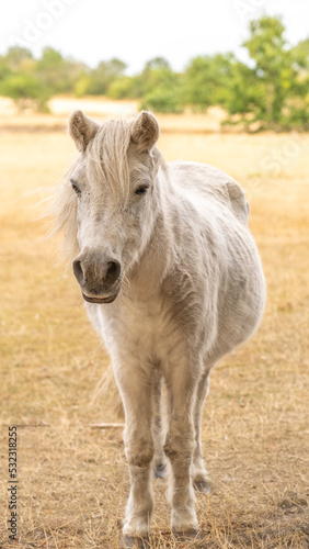  pony horse in paddock.Close-up portrait of a horse with a developing mane. .Beautiful little horse in white color.