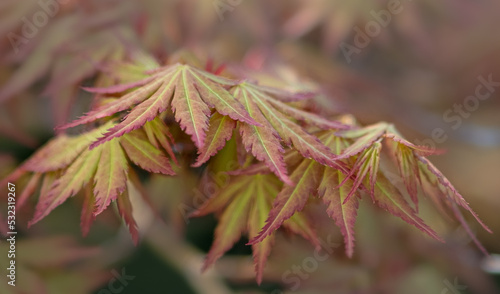 Close up of Bonsai Maple leaves at RHS Wisley