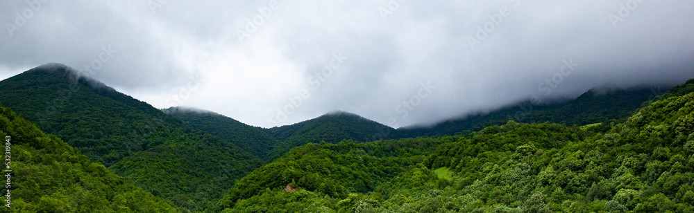 Forest in hilly area