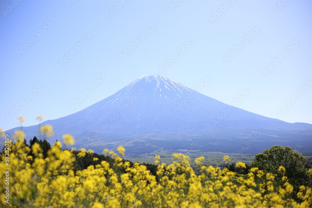 富士山と菜の花 富士山と菜の花