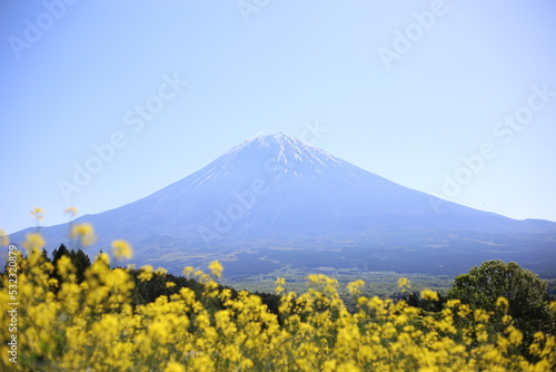 富士山と菜の花