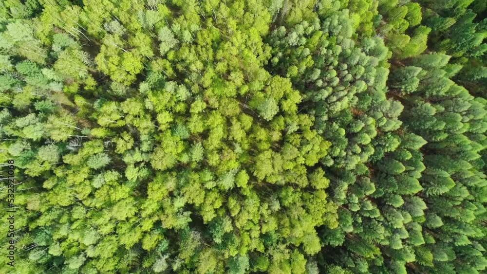 Aerial over the treetops of evergreen coniferous green forest on a bright sunny day. Beauty in nature concept Aerial over the treetops of evergreen coniferous green forest on a bright sunny day. Beauty in nature concept