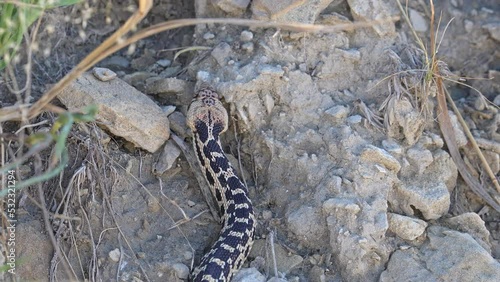 Bull snake slithering through the rocks as it explores in the Utah desert. photo