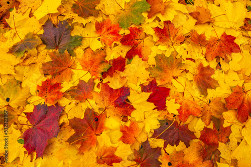 Background of yellow and orange fallen leaves in the autumn forest