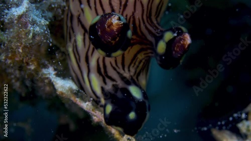 Close-up shot of massive nudibranch (Jorunna rubescens). photo