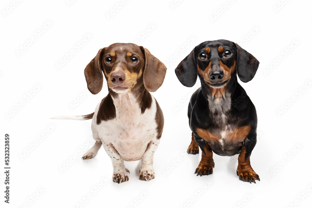 Two Dachshunds on white background