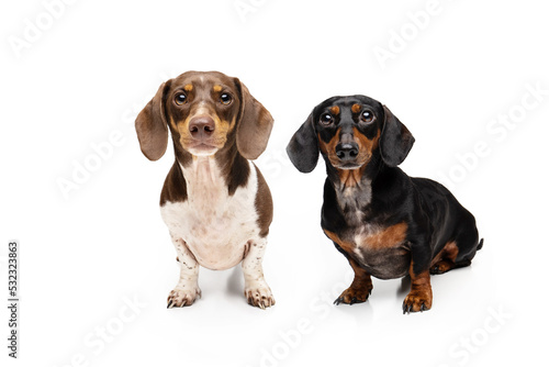 Two Dachshunds on white background © Luiza