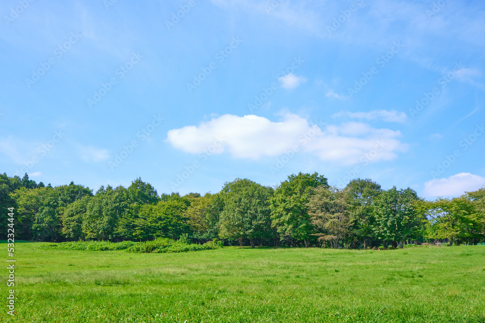 森の中の草原と青空