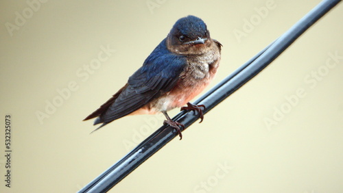 Blue-and-white swallow (Notiochelidon cyanoleuca) perched on a power line in Canoa, Ecuador photo