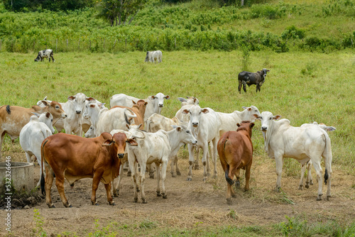 Cattle. Herd of cattle grazing in the State of Paraiba, Northeast Region of Brazil.