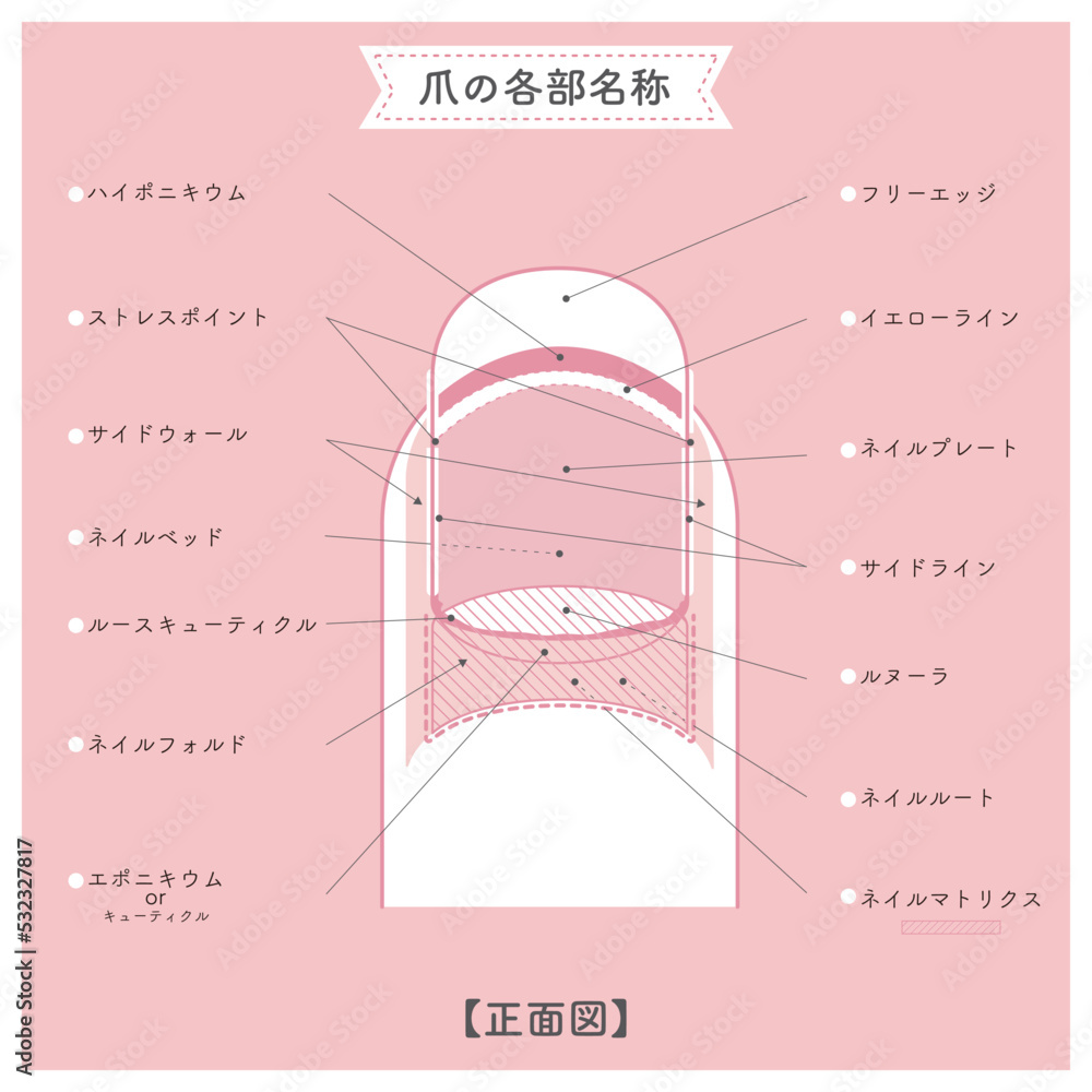 爪の構造と名称ってなんですか?, 爪の構造 図 – NDJI