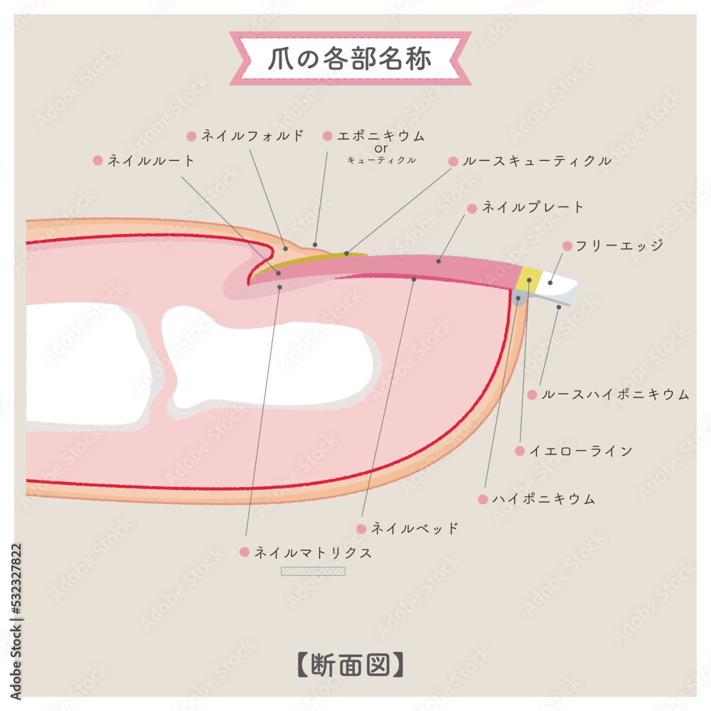 爪仕組み | 爪 どこまで伸びる – RMEC