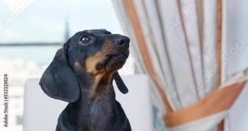 Puppy sits on chair at table, barks loudly, discontentedly, rowdy. Naughty dog demands attention. disgruntled restaurant visitor is outraged, dissatisfied with service, demands administrator, joke photo