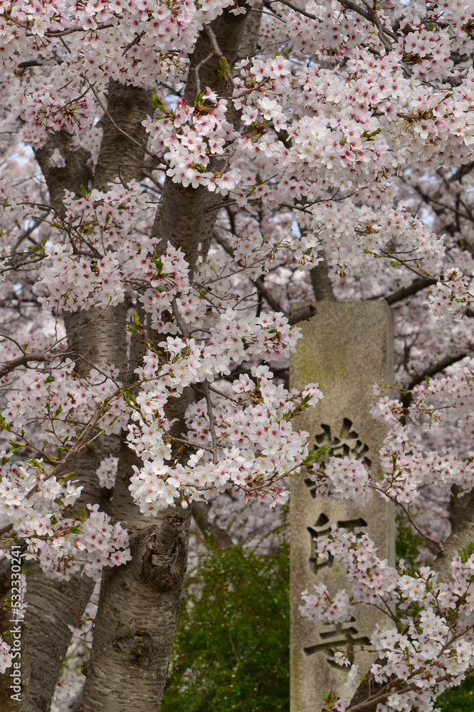 cherry blossoms at Yakushi-ji temple cherry blossoms at Yakushi-ji temple