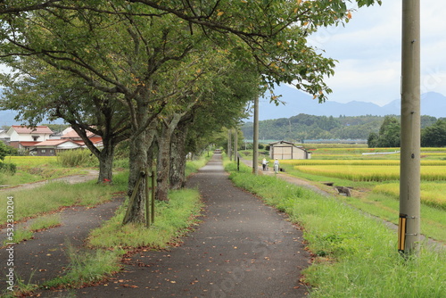 Fototapeta Naklejka Na Ścianę i Meble -  日本の桜並木と田園風景