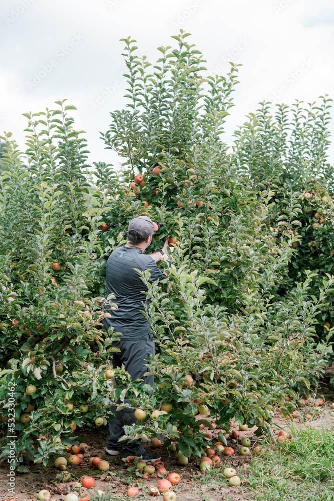 Fototapeta premium A man picks apples off of apple trees at an orchard