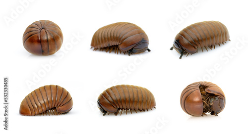 Fényképezés Group of pill millipede worm(Oniscomorpha) isolated on a white background
