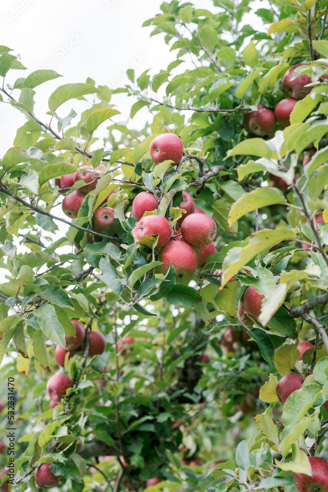 Close up of apples on an apple tree Close up of apples on an apple tree
