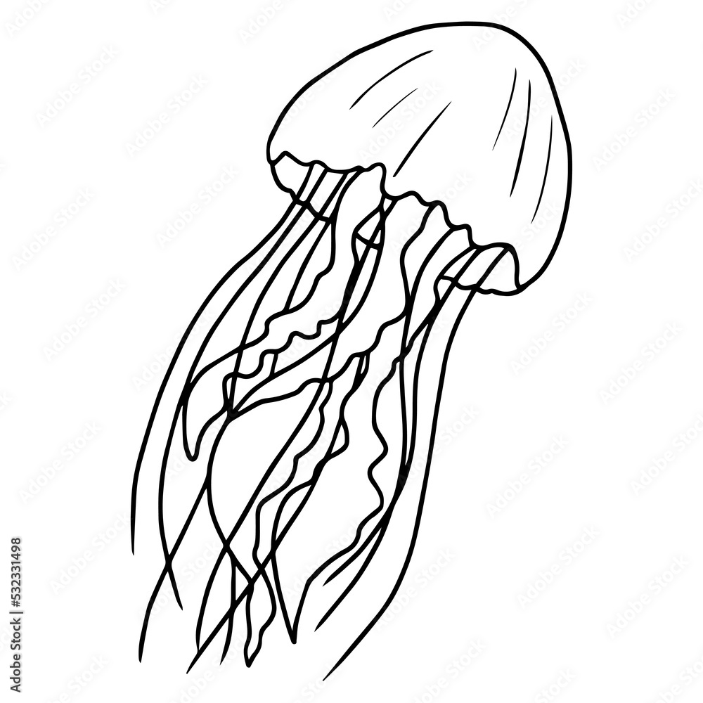 Medusa, black outline isolated on white. Vector illustration drawn by hand. Element of the sea. Medusa, black outline isolated on white. Vector illustration drawn by hand. Element of the sea.