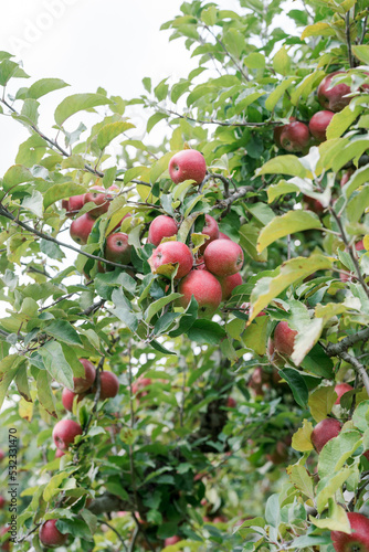 Close up of apples on an apple tree