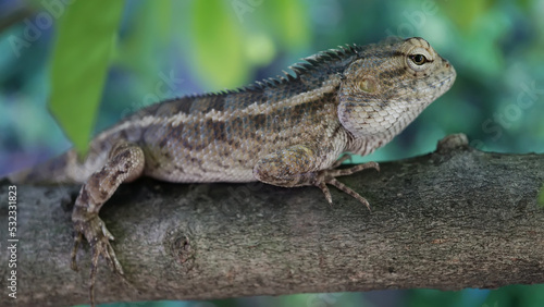 View of garden lizards on tree trunks.