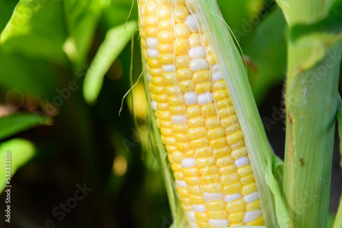 Closeup to Fresh white and yellow corn 