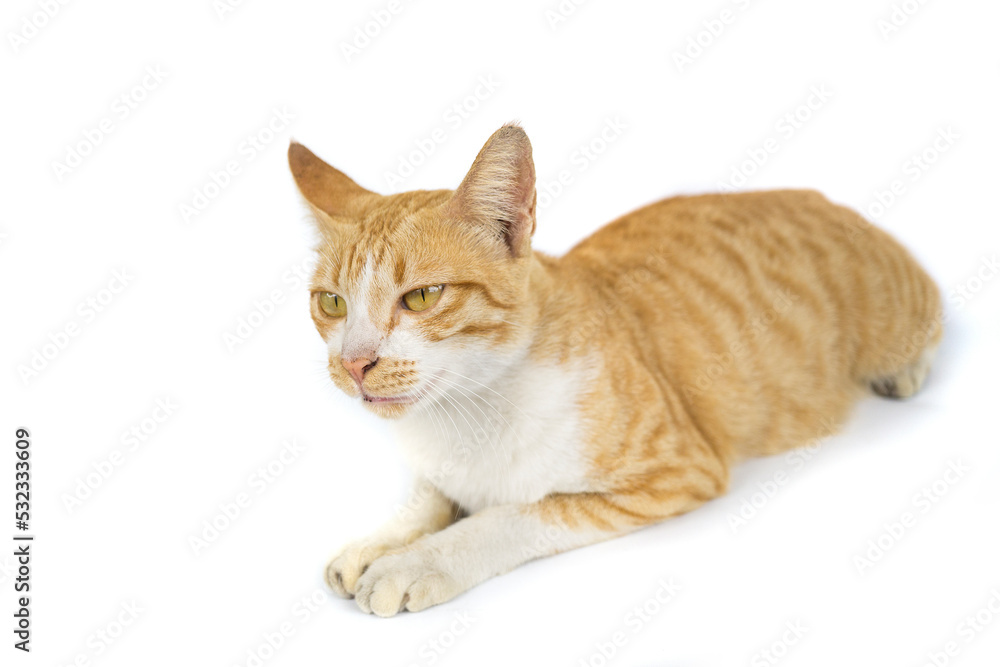 Ginger cat sitting cute isolated on a white background
