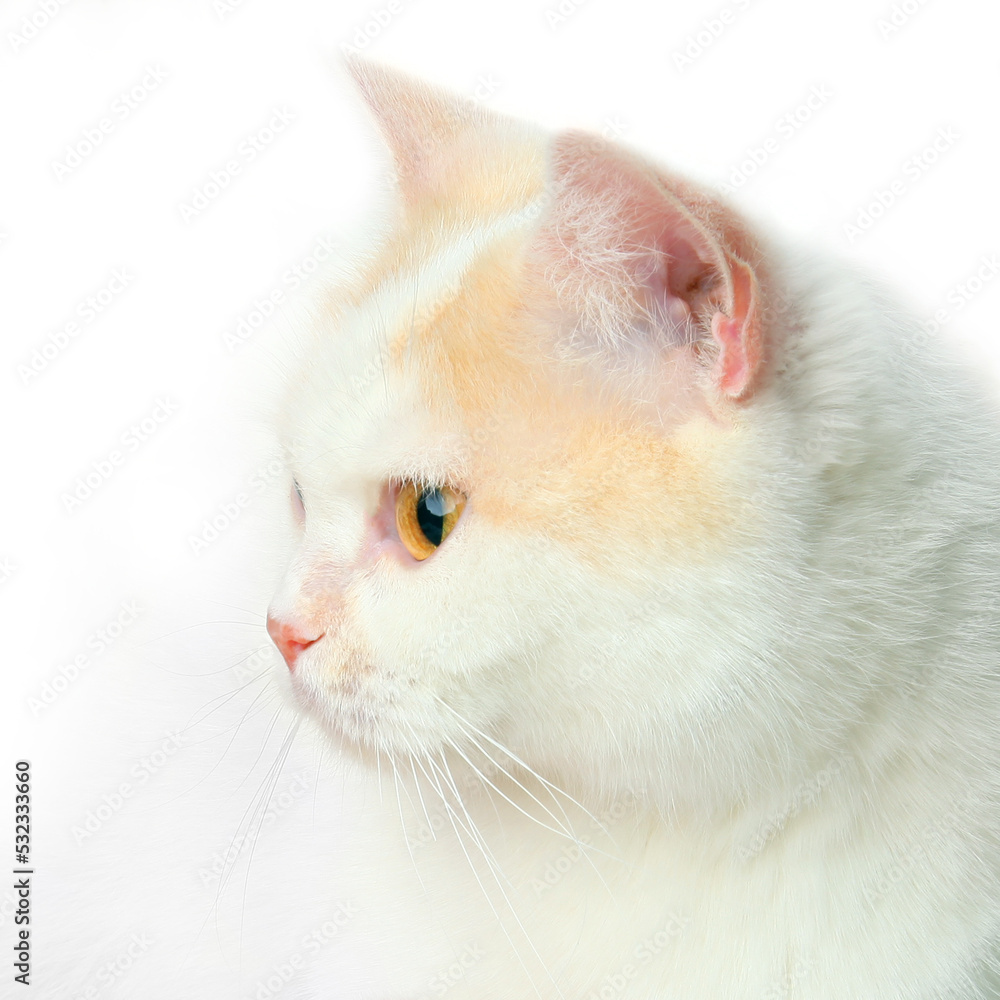 Portrait of a white cat on a light background. Portrait of a white cat on a light background.