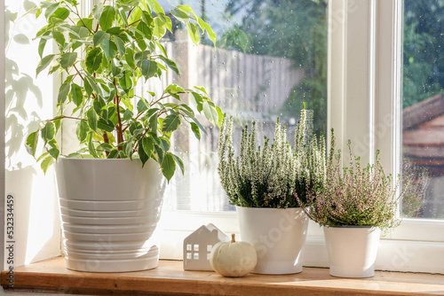 White pumpkin  ceramic decoration house and white heather pots on a wooden windowsill bathed in sunlight. Autumn decor
