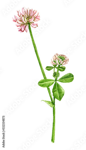 watercolor drawing flower of alsike clover, Trifolium hybridum, isolated floral element, hand drawn illustration