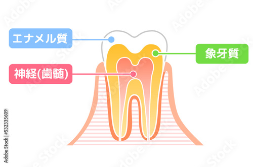 歯の構造図：エナメル質 象牙質