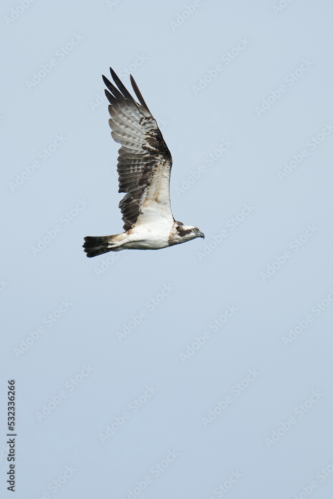 osprey in flight