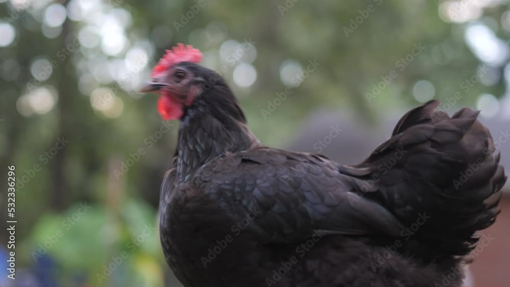 Black chicken walks outside while looking at camera in slow motion 4K Black chicken walks outside while looking at camera in slow motion 4K