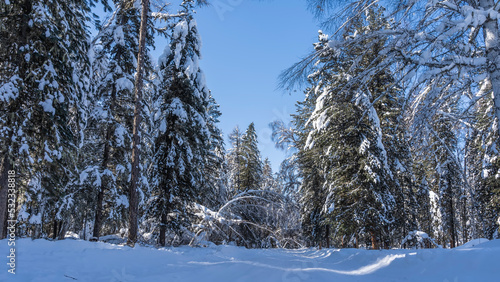 The winter road is trodden in a magical forest. Snowdrifts on the roadsides. The branches of tall trees bent under layers of snow. Clear blue sky. Altai