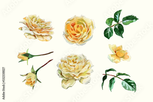 Watercolor yellow roses and leaves collection