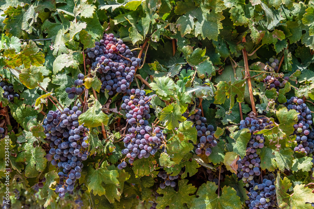 Bunches of ripe black wine grapes close-up among green foliage. Harvest season