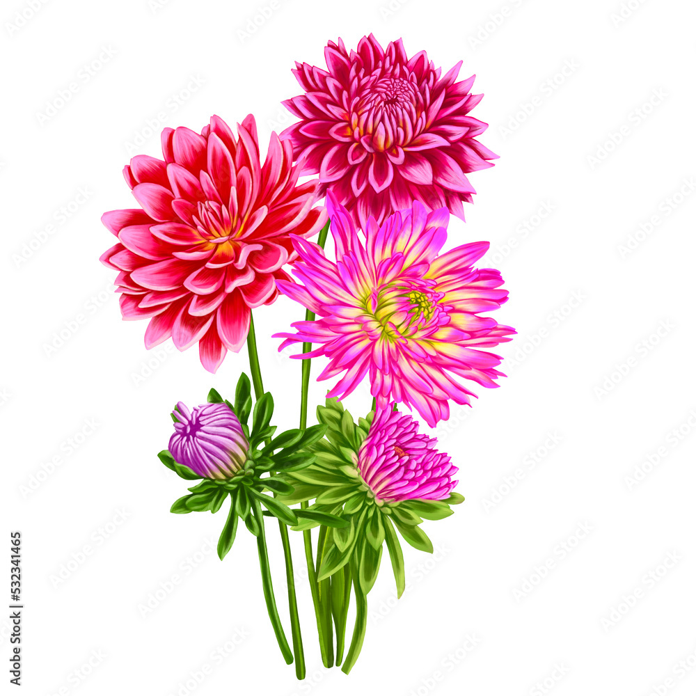 Obraz premium drawing flowers of aster