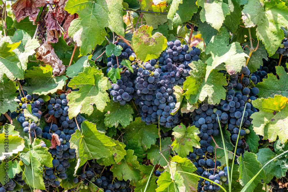 Bunches of ripe black wine grapes close-up among green foliage. Harvest season