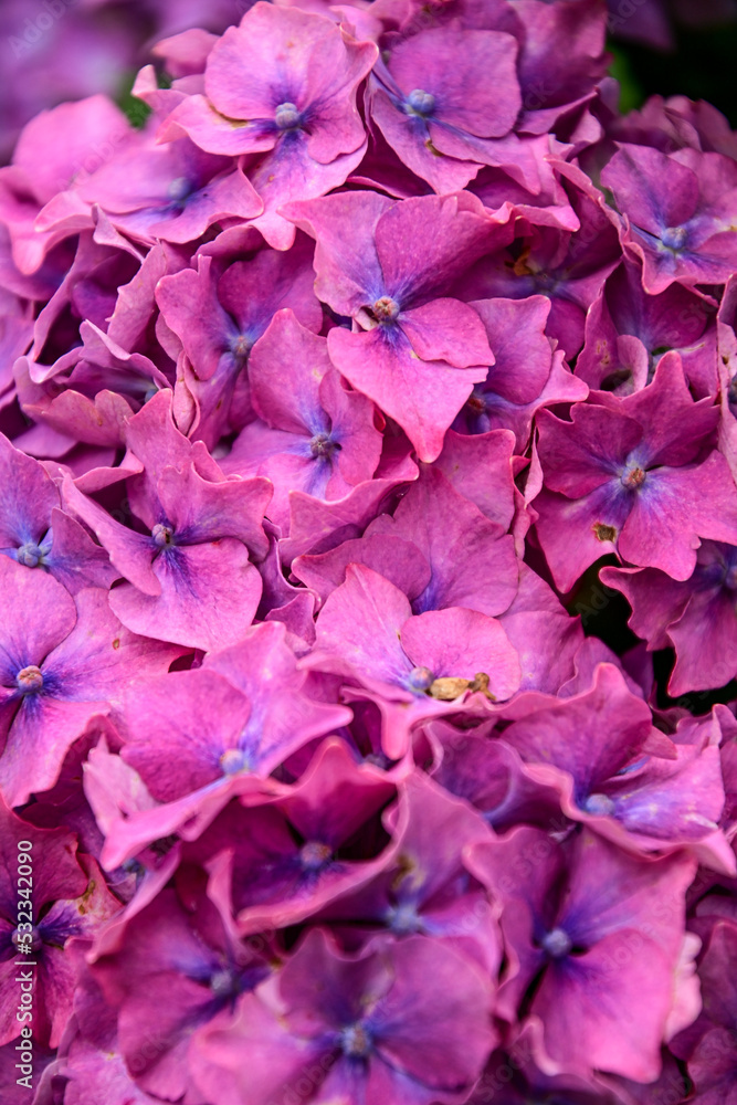 Lila, Pinke Gartenhortensie (Hydrangea macrophylla) Blätter im botanischen Garten Inverewe Garden, bei Poolewe, Achnasheen, Highland, Schottland Lila, Pinke Gartenhortensie (Hydrangea macrophylla) Blätter im botanischen Garten Inverewe Garden, bei Poolewe, Achnasheen, Highland, Schottland
